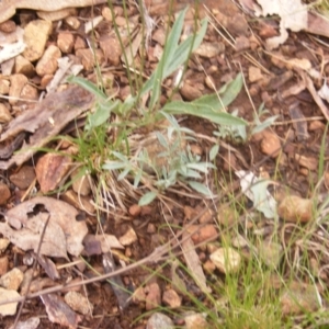 Swainsona sericea at Red Hill Nature Reserve - 21 Dec 2023 08:40 AM