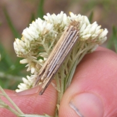 Lepidoptera unclassified IMMATURE moth at Mount Taylor NR (MTN) - 21 Dec 2023 by MichaelMulvaney