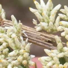 Lepidoptera unclassified IMMATURE at Mount Taylor NR (MTN) - 21 Dec 2023