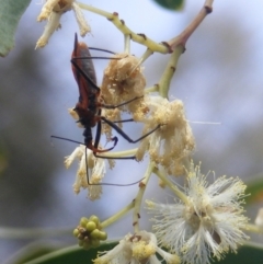 Gminatus australis (Orange assassin bug) at Mount Taylor NR (MTN) - 21 Dec 2023 by MichaelMulvaney