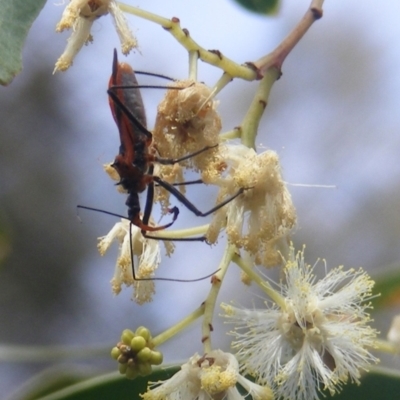 Gminatus australis (Orange assassin bug) at Mount Taylor NR (MTN) - 21 Dec 2023 by MichaelMulvaney