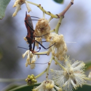 Gminatus australis at Mount Taylor NR (MTN) - 21 Dec 2023