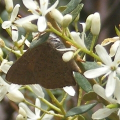 Paralucia pyrodiscus (Fiery Copper) at Mount Taylor - 21 Dec 2023 by MichaelMulvaney