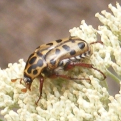 Neorrhina punctata (Spotted flower chafer) at Mount Taylor - 21 Dec 2023 by MichaelMulvaney