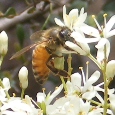 Apis mellifera (European honey bee) at Mount Taylor - 21 Dec 2023 by MichaelMulvaney