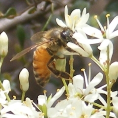 Apis mellifera (European honey bee) at Mount Taylor NR (MTN) - 21 Dec 2023 by MichaelMulvaney