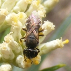 Lasioglossum (Chilalictus) sp. (genus & subgenus) (Halictid bee) at Mount Taylor - 21 Dec 2023 by MichaelMulvaney