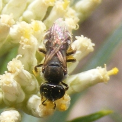 Lasioglossum (Chilalictus) sp. (genus & subgenus) (Halictid bee) at Tuggeranong, ACT - 21 Dec 2023 by MichaelMulvaney