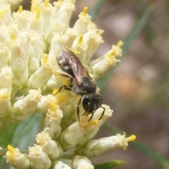 Lasioglossum (Chilalictus) sp. (genus & subgenus) at Mount Taylor NR (MTN) - 21 Dec 2023