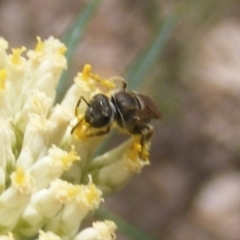 Lasioglossum (Chilalictus) sp. (genus & subgenus) at Undefined Area - 21 Dec 2023 05:14 PM