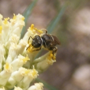 Lasioglossum (Chilalictus) sp. (genus & subgenus) at Undefined Area - 21 Dec 2023 05:14 PM