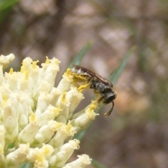 Lasioglossum (Chilalictus) sp. (genus & subgenus) at Undefined Area - 21 Dec 2023 05:14 PM