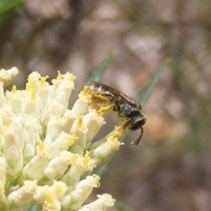 Lasioglossum (Chilalictus) sp. (genus & subgenus) at Mount Taylor NR (MTN) - 21 Dec 2023