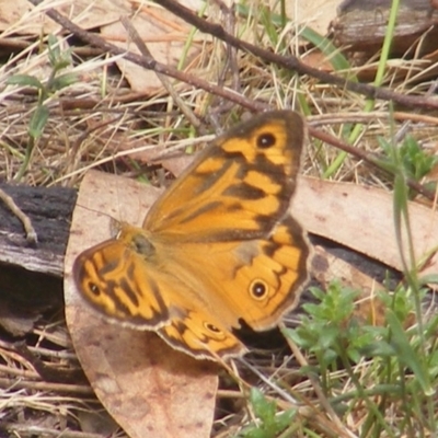 Heteronympha merope (Common Brown Butterfly) at Mount Taylor NR (MTN) - 21 Dec 2023 by MichaelMulvaney
