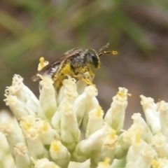 Lasioglossum (Chilalictus) sp. (genus & subgenus) (Halictid bee) at Mount Taylor NR (MTN) - 21 Dec 2023 by MichaelMulvaney