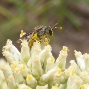 Lasioglossum (Chilalictus) sp. (genus & subgenus) at Mount Taylor NR (MTN) - 21 Dec 2023