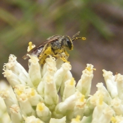 Lasioglossum (Chilalictus) sp. (genus & subgenus) (Halictid bee) at Mount Taylor - 21 Dec 2023 by MichaelMulvaney