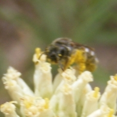 Lasioglossum (Chilalictus) sp. (genus & subgenus) at Mount Taylor NR (MTN) - 21 Dec 2023