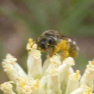 Lasioglossum (Chilalictus) sp. (genus & subgenus) at Mount Taylor NR (MTN) - 21 Dec 2023