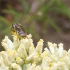 Lasioglossum (Chilalictus) sp. (genus & subgenus) at Mount Taylor NR (MTN) - 21 Dec 2023