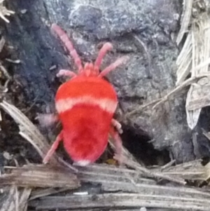 Paratrombium sp. (genus) at QPRC LGA - suppressed