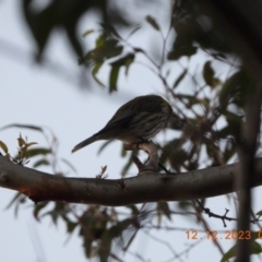 Oriolus sagittatus (Olive-backed Oriole) at Oakdale, NSW - 12 Dec 2023 by bufferzone
