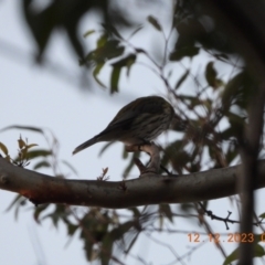 Oriolus sagittatus (Olive-backed Oriole) at Wollondilly Local Government Area - 11 Dec 2023 by bufferzone