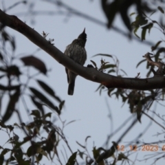 Oriolus sagittatus at Oakdale, NSW - suppressed