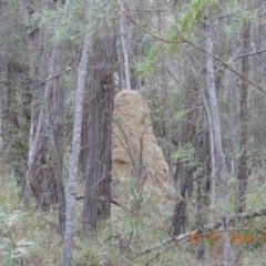 Termitoidae (informal group) (Unidentified termite) at Oakdale, NSW - 11 Dec 2023 by bufferzone