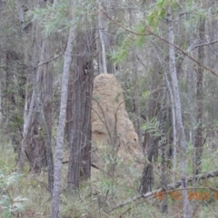 Termitoidae (informal group) (Unidentified termite) at Wollondilly Local Government Area - 11 Dec 2023 by bufferzone