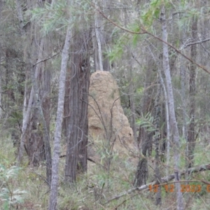 Termitoidae (informal group) at Wollondilly Local Government Area - 12 Dec 2023