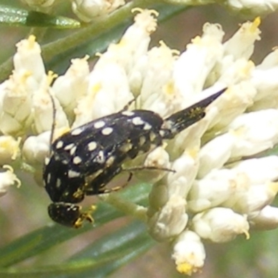 Mordella dumbrelli (Dumbrell's Pintail Beetle) at Mount Taylor NR (MTN) - 21 Dec 2023 by MichaelMulvaney