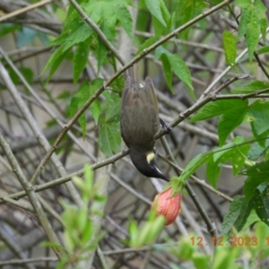 Meliphaga lewinii at Oakdale, NSW - suppressed