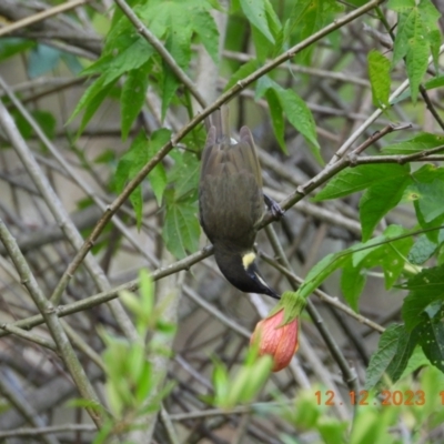 Meliphaga lewinii (Lewin's Honeyeater) at Wollondilly Local Government Area - 12 Dec 2023 by bufferzone