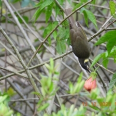 Meliphaga lewinii at Oakdale, NSW - suppressed