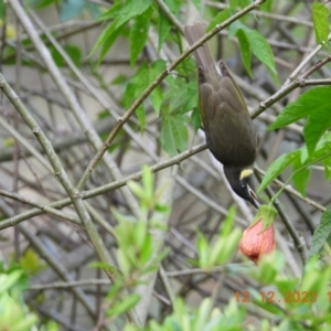 Meliphaga lewinii at Oakdale, NSW - suppressed