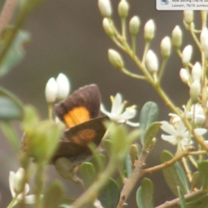 Paralucia pyrodiscus at Mount Taylor NR (MTN) - suppressed