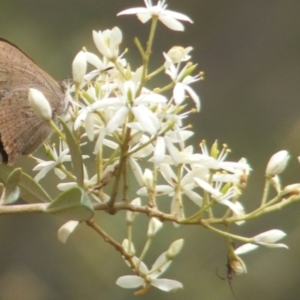 Paralucia pyrodiscus at Mount Taylor NR (MTN) - suppressed