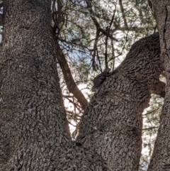 Varanus varius (Lace Monitor) at Burrinjuck, NSW - 21 Dec 2023 by Bidge