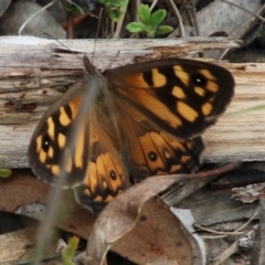 Geitoneura klugii (Marbled Xenica) at Alpine - 20 Dec 2023 by JanHartog