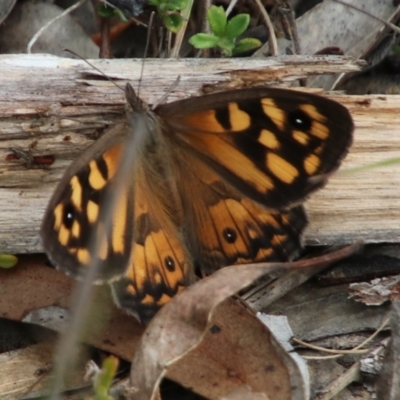 Geitoneura klugii (Marbled Xenica) at Alpine, NSW - 20 Dec 2023 by JanHartog