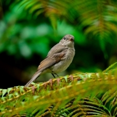 Pachycephala pectoralis (Golden Whistler) at ANBG - 20 Dec 2023 by Thurstan