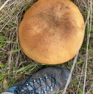 Phlebopus marginatus at Booth, ACT - 21 Dec 2023