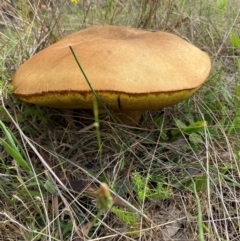 Phlebopus marginatus at Booth, ACT - 21 Dec 2023