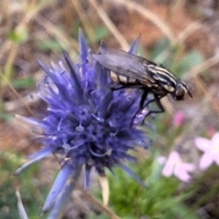 Oxysarcodexia varia (Striped Dung Fly) at Franklin Grassland (FRA_5) - 11 Dec 2023 by JenniM