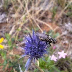 Oxysarcodexia varia at Franklin Grassland (FRA_5) - 11 Dec 2023 11:46 AM