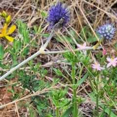 Oxysarcodexia varia at Franklin Grassland (FRA_5) - 11 Dec 2023 11:46 AM