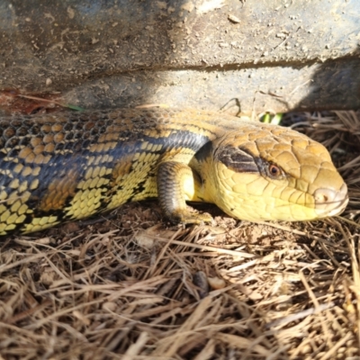 Tiliqua scincoides scincoides (Eastern Blue-tongue) at Turallo Nature Reserve - 21 Dec 2023 by Csteele4