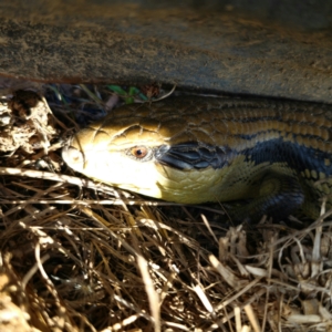 Tiliqua scincoides scincoides at QPRC LGA - 21 Dec 2023