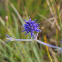 Eryngium ovinum (Blue Devil) at QPRC LGA - 21 Dec 2023 by Csteele4